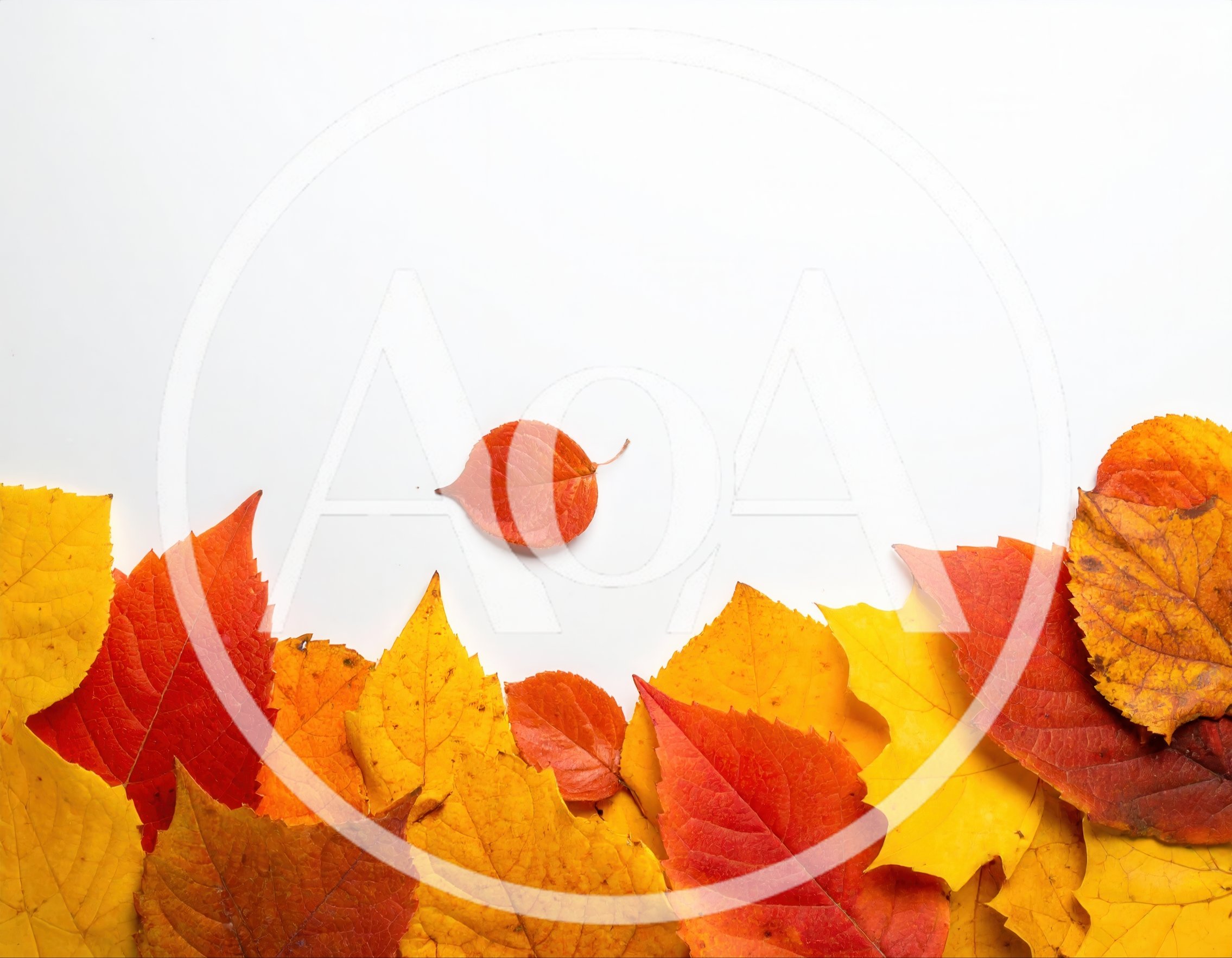 Autumn Leaves Border On White Background