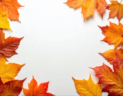 Autumn Maple Leaves Border Frame on White Background
