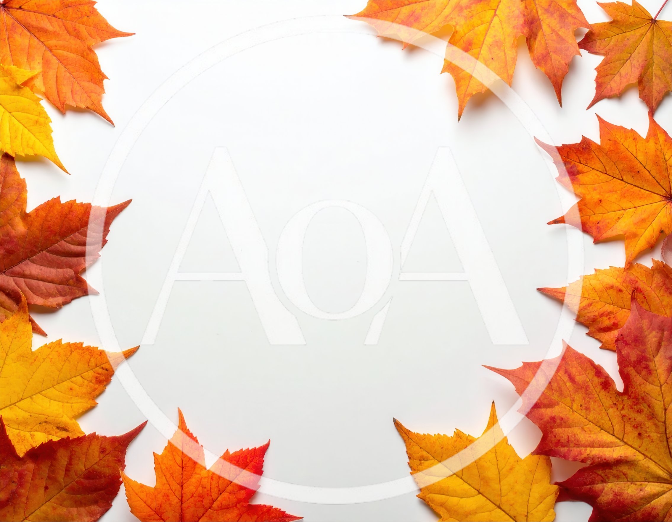 Autumn Maple Leaves Border Frame on White Background