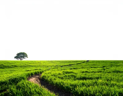 Lone Tree Standing In A Lush Green Field