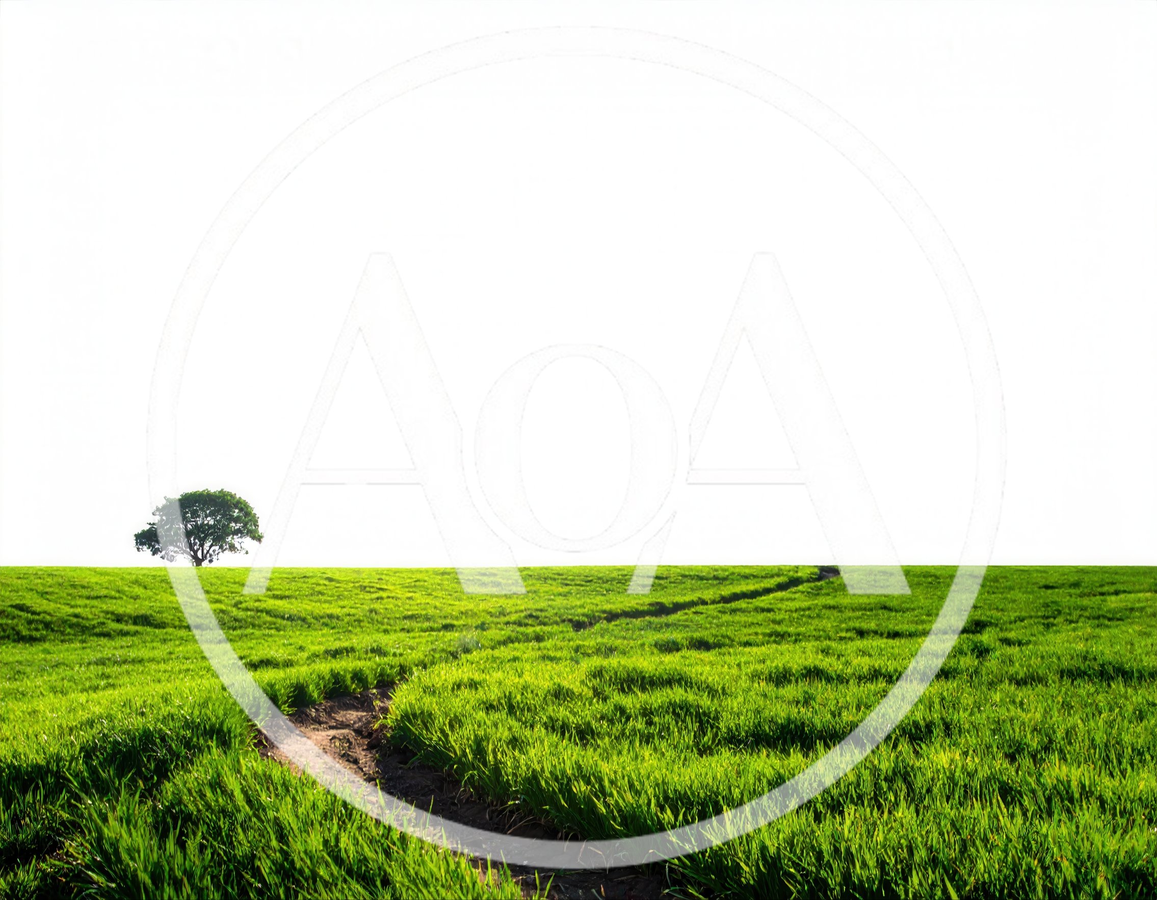 Lone Tree Standing In A Lush Green Field