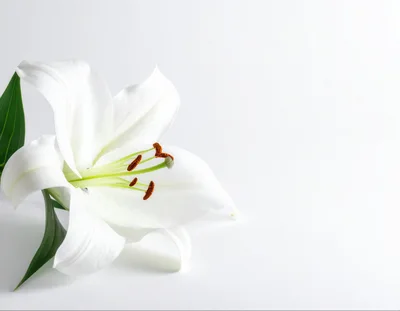 Single White Lily Flower On White Background