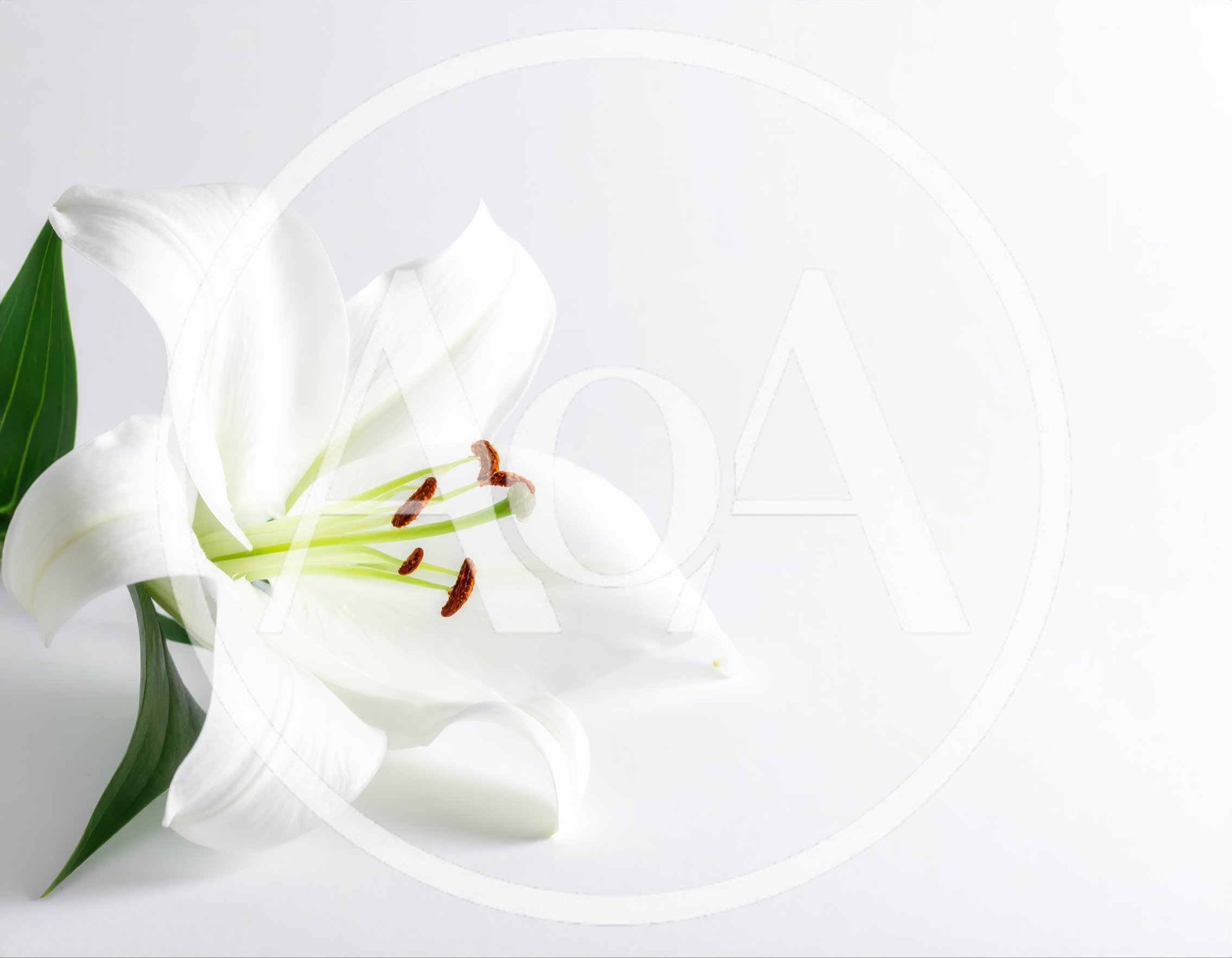 Single White Lily Flower On White Background