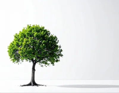 Single Green Tree Isolated On White Background