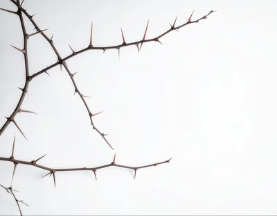 Thorny Branches Isolated On White Background
