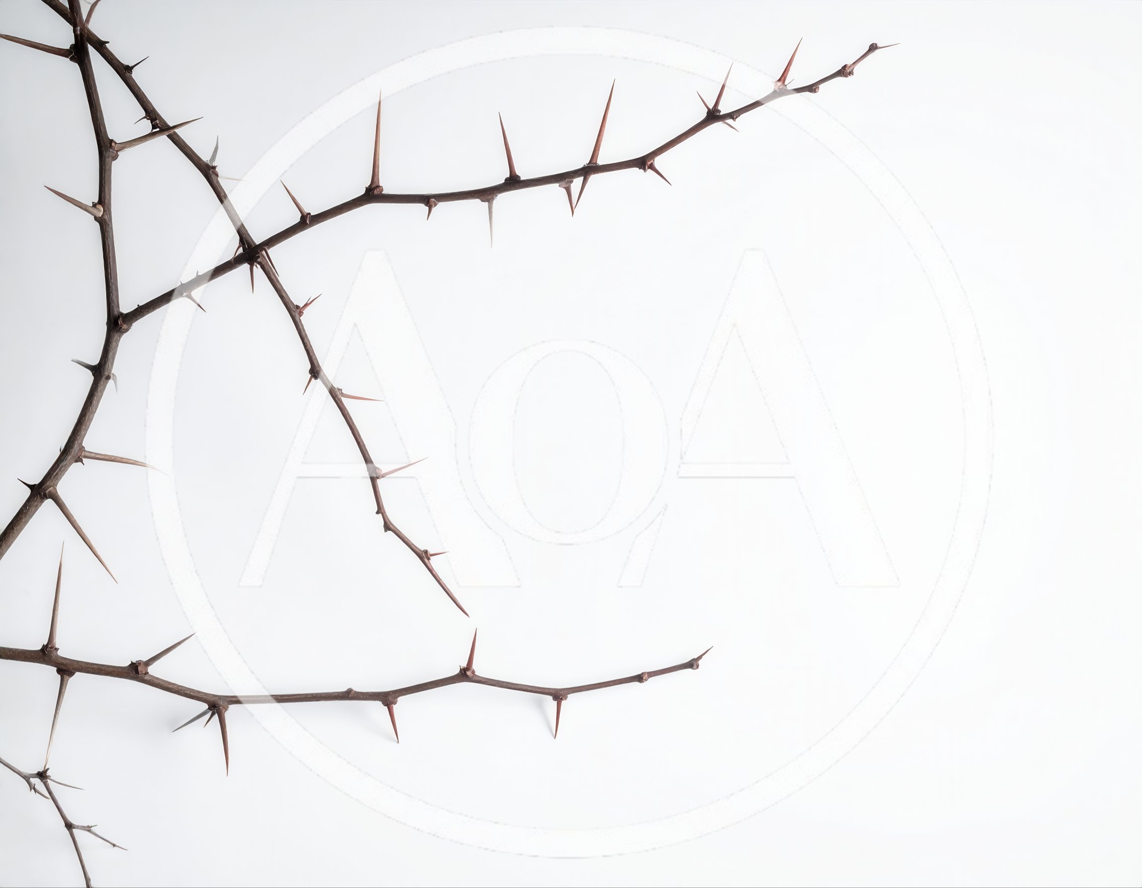 Thorny Branches Isolated On White Background