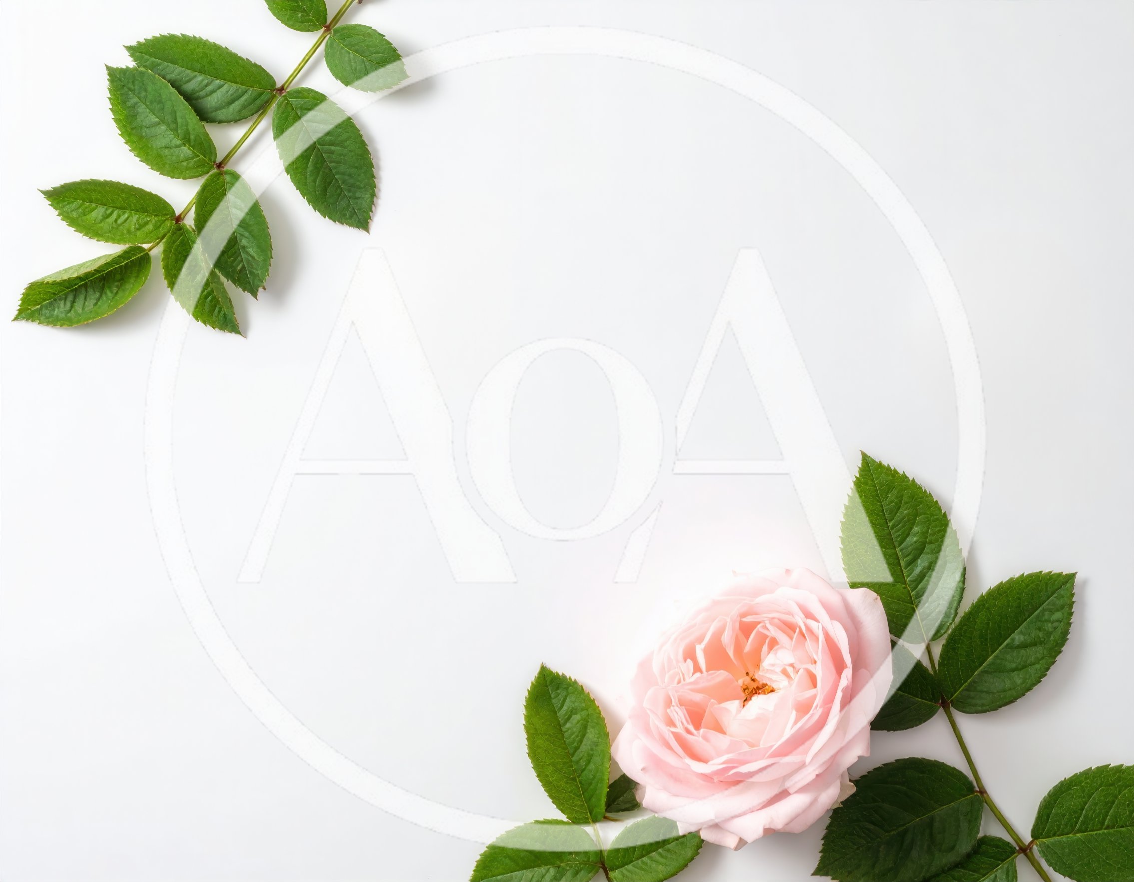 Pink Rose Flower With Green Leaves On White Background