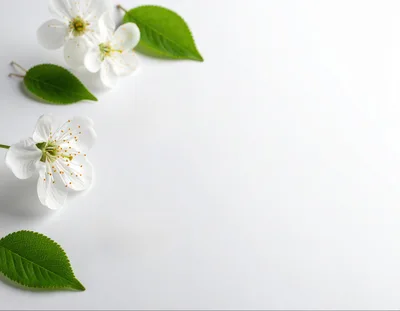 White Cherry Blossom Flowers and Green Leaves