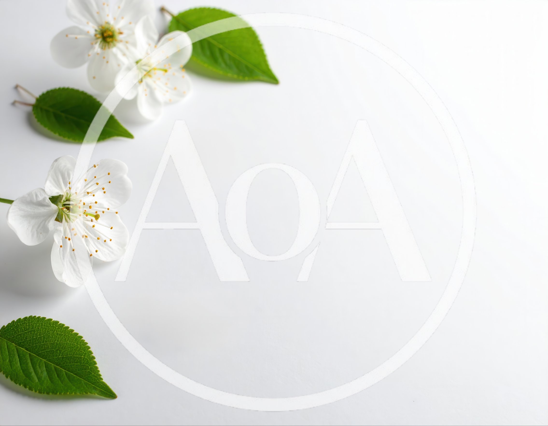 White Cherry Blossom Flowers and Green Leaves