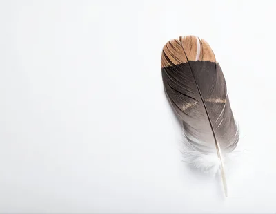 Single Bird Feather Isolated On White Background