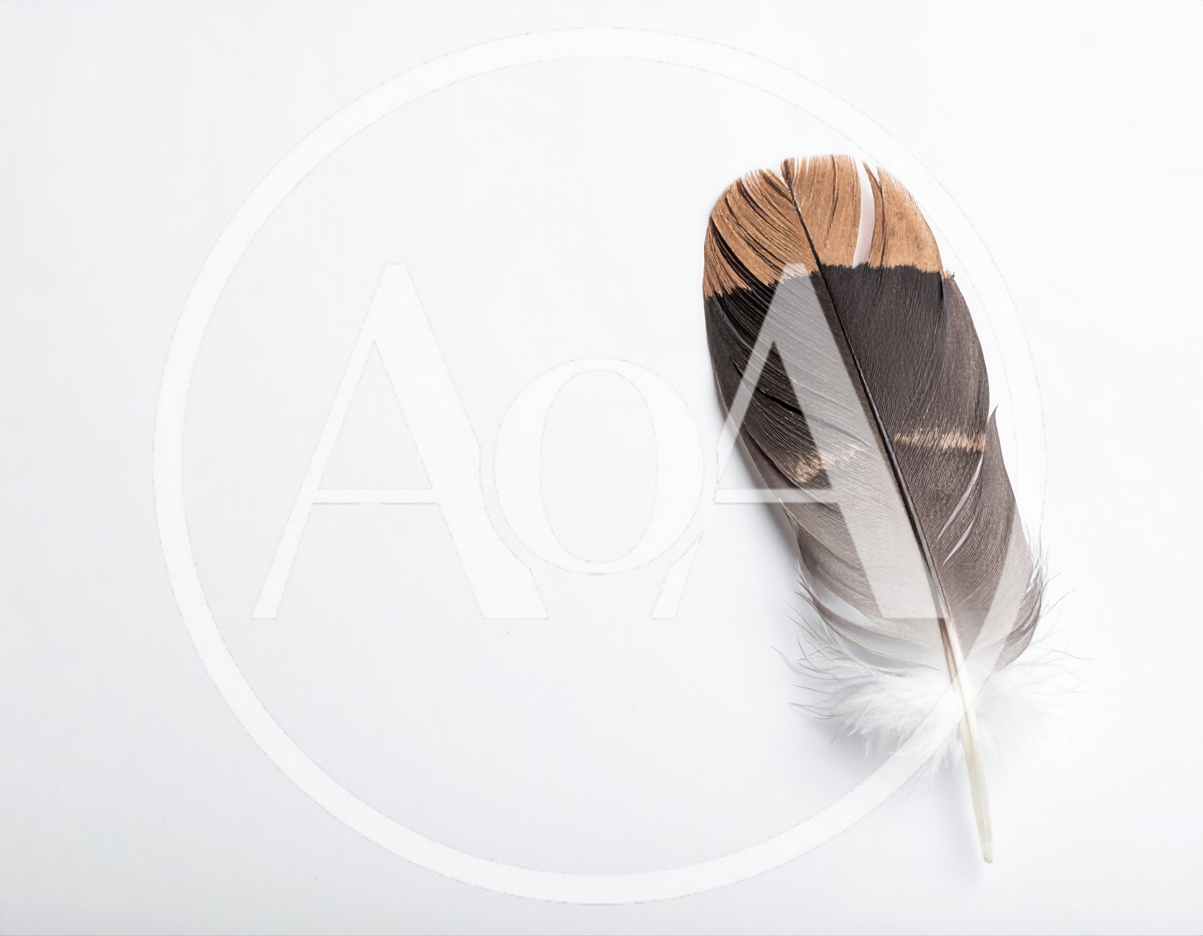 Single Bird Feather Isolated On White Background