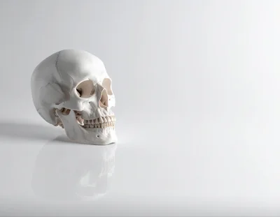 Human Skull Model On A Reflective White Surface