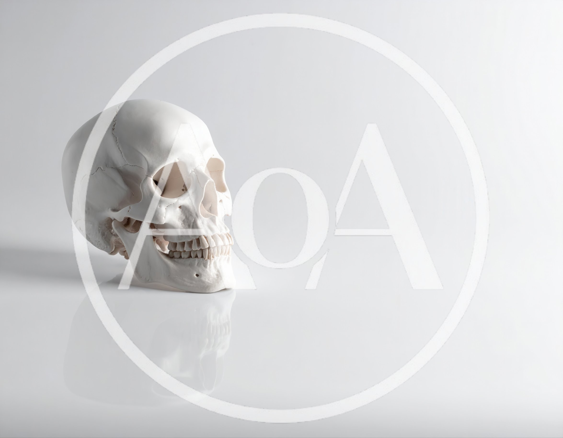 Human Skull Model On A Reflective White Surface