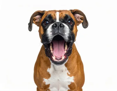 Portrait Of A Happy Boxer Dog With Mouth Open