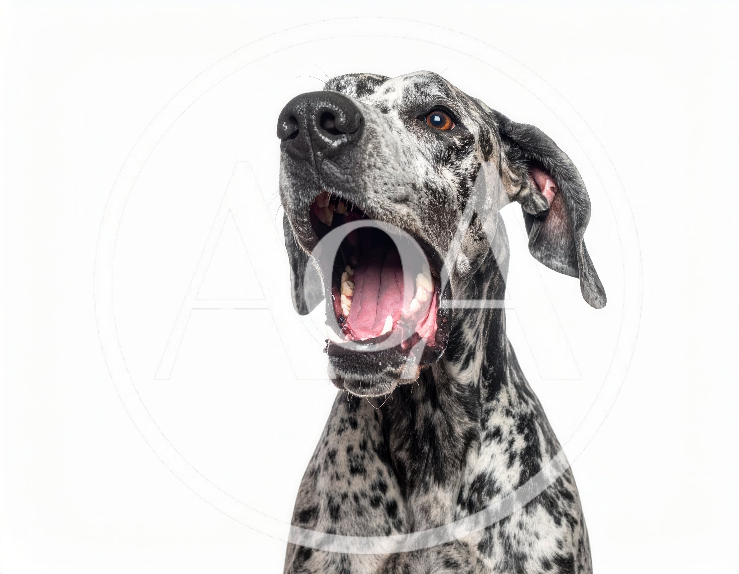 Harlequin Great Dane Dog Yawning