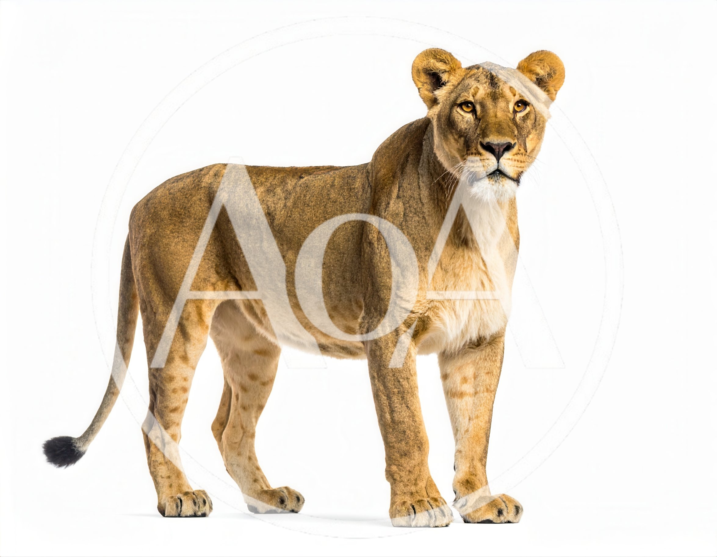 Full Body Portrait Of A Standing Lioness