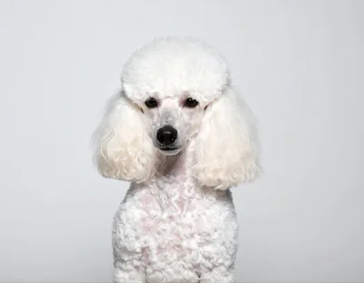 Portrait Of A White Poodle Dog