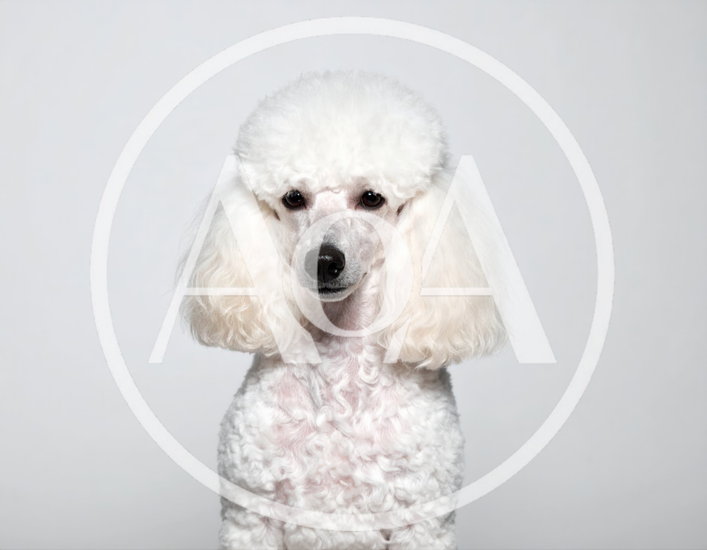 Portrait Of A White Poodle Dog