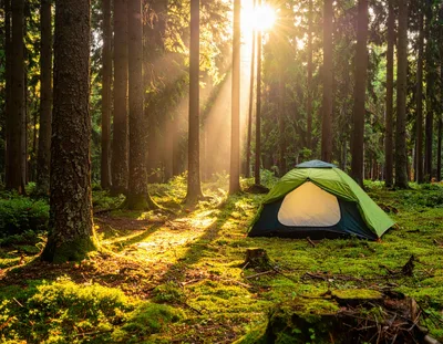Green Camping Tent In A Sunlit Forest