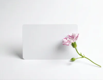 Blank White Card With A Pink Carnation Flower