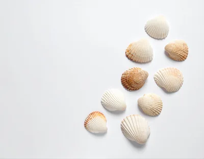 Collection Of Seashells Arranged On A White Background