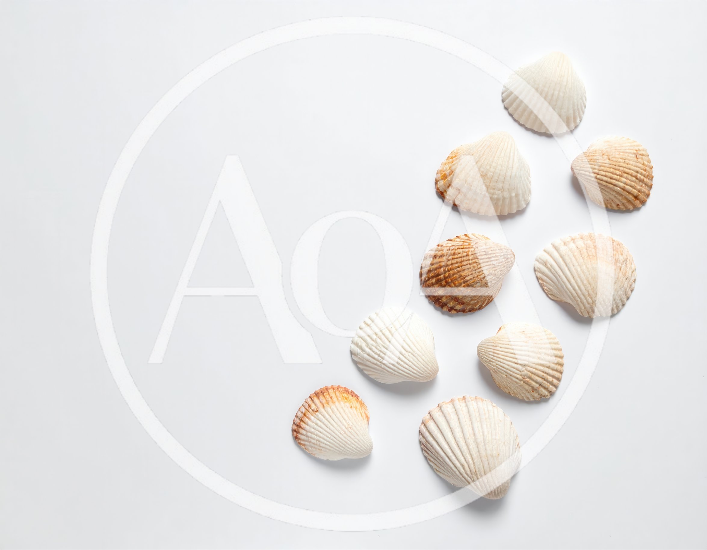 Collection Of Seashells Arranged On A White Background