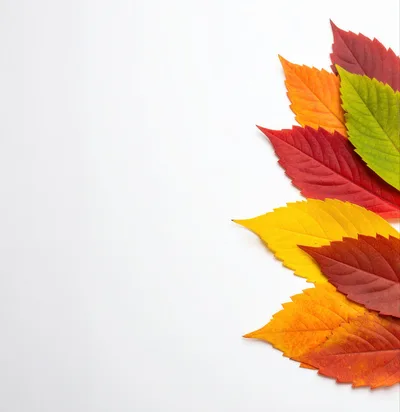 Colorful Autumn Leaves Arranged On White Background