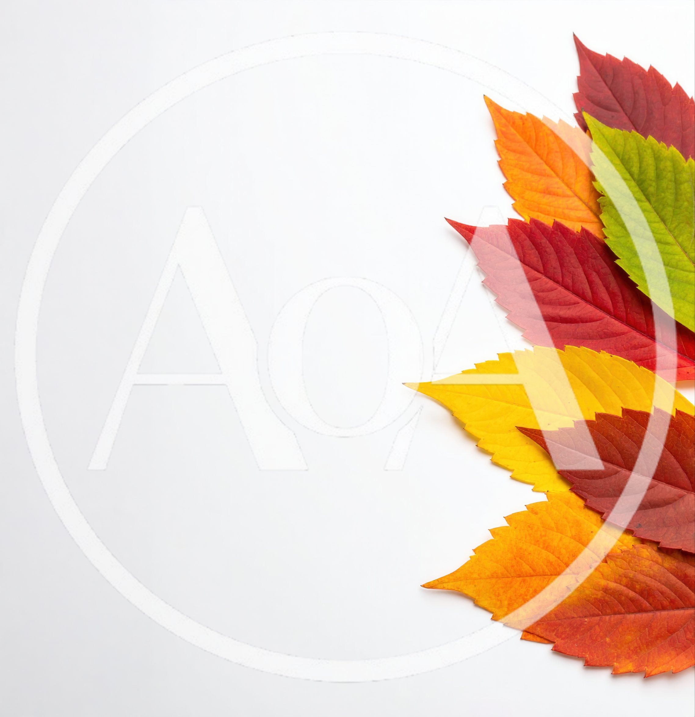 Colorful Autumn Leaves Arranged On White Background