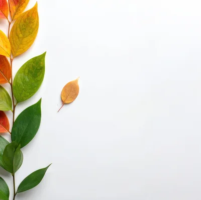 Autumn Leaves Arranged On A White Background