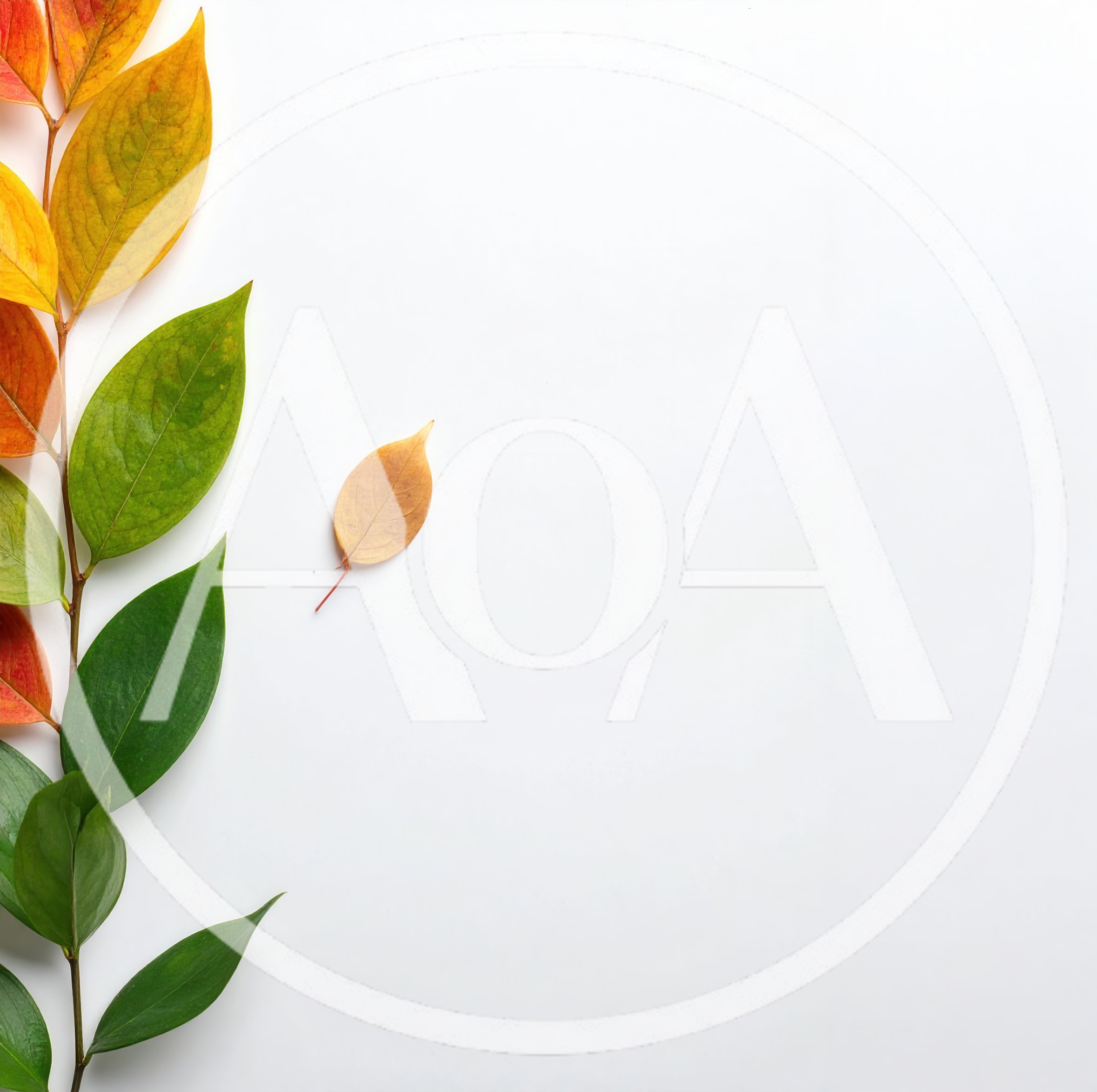 Autumn Leaves Arranged On A White Background