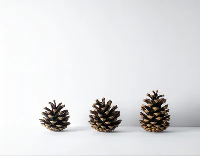 Three Pine Cones Arranged In A Row