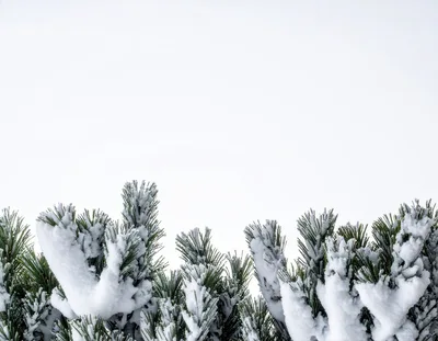 Snow Covered Pine Tree Branches Against White Sky