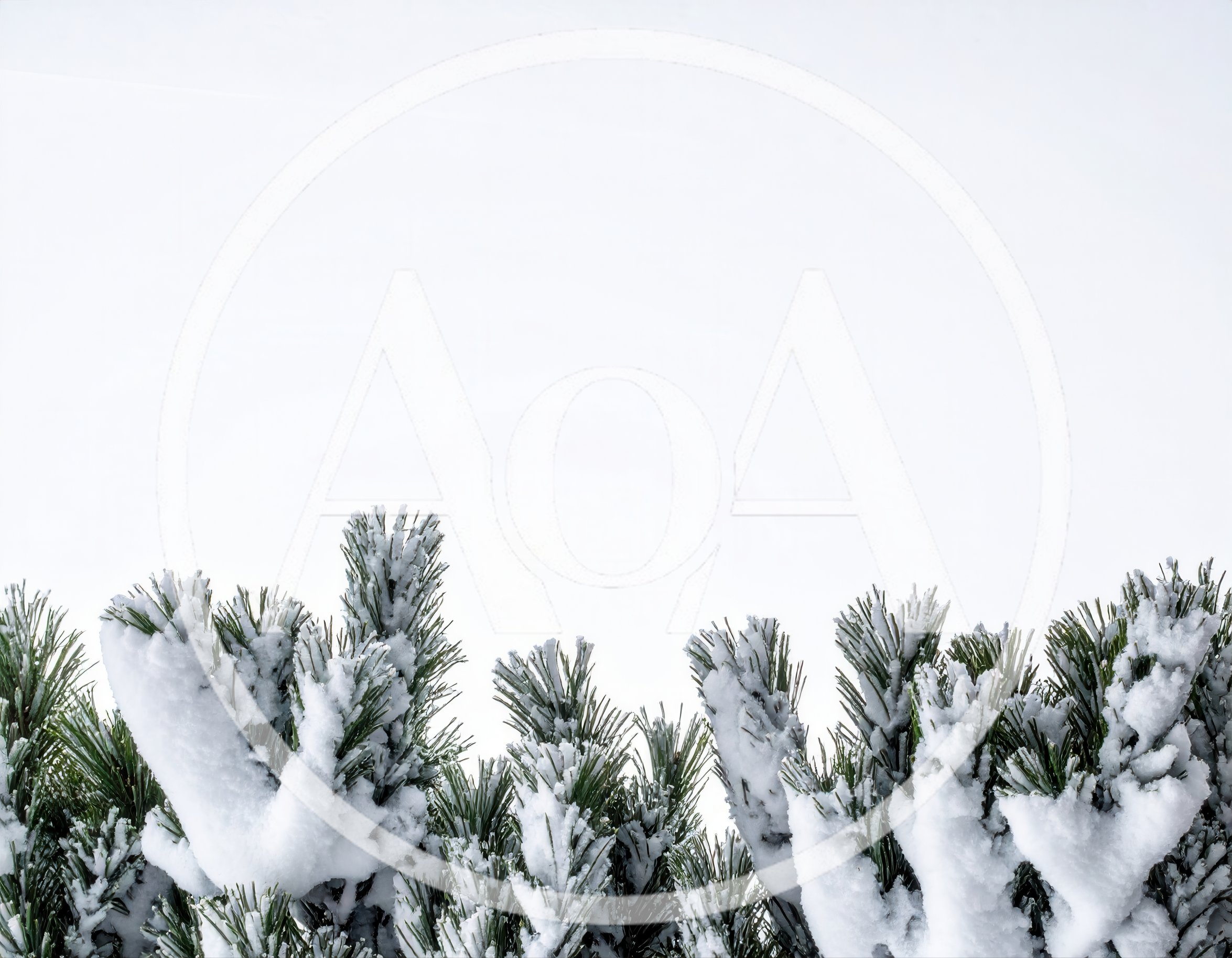 Snow Covered Pine Tree Branches Against White Sky