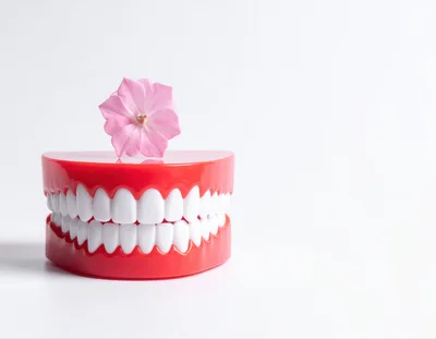 Dental Model With Pink Flower On White Background
