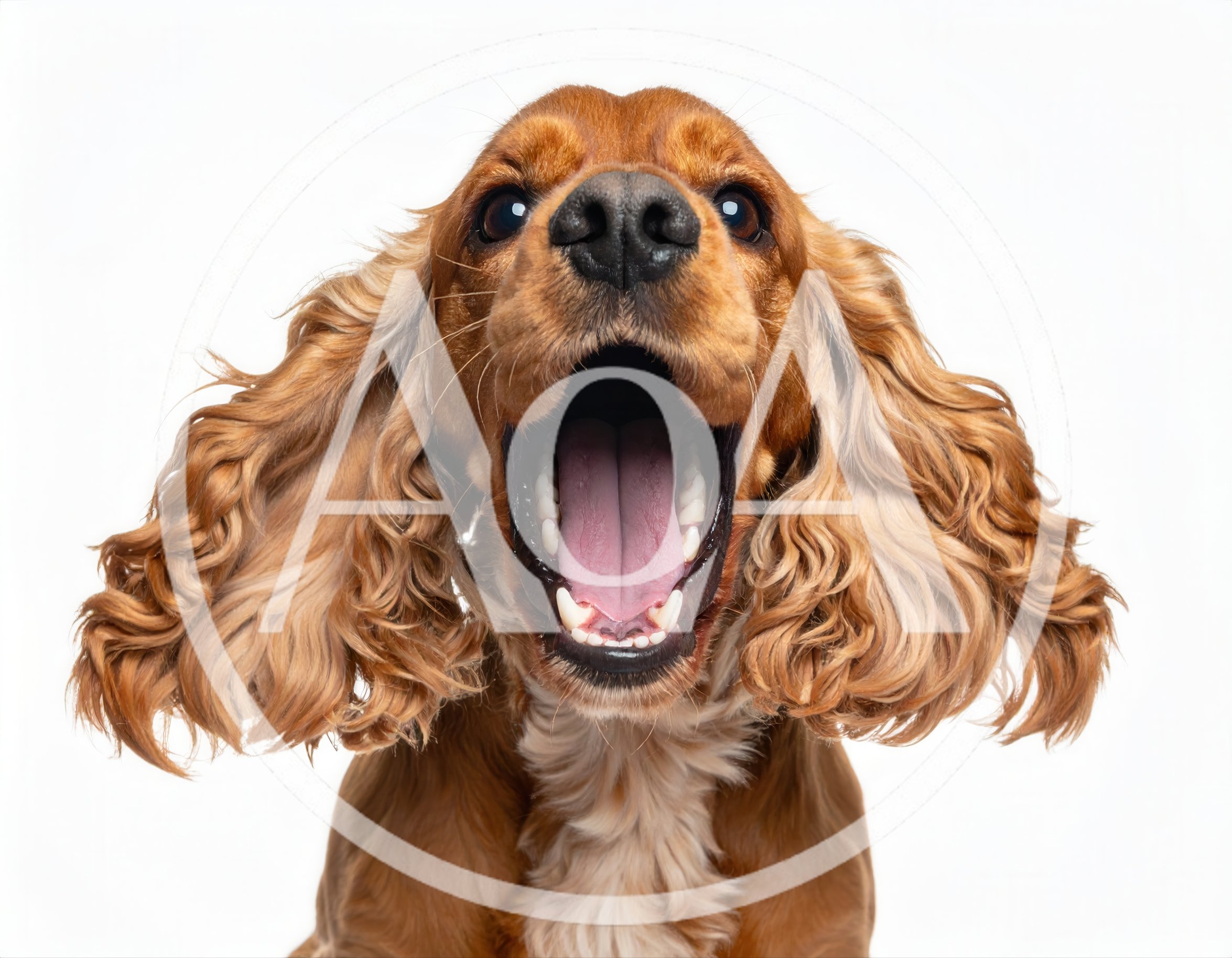 Cocker Spaniel Dog Yawning With Mouth Wide Open