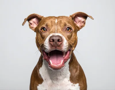 Portrait Of A Happy Pit Bull Terrier Dog