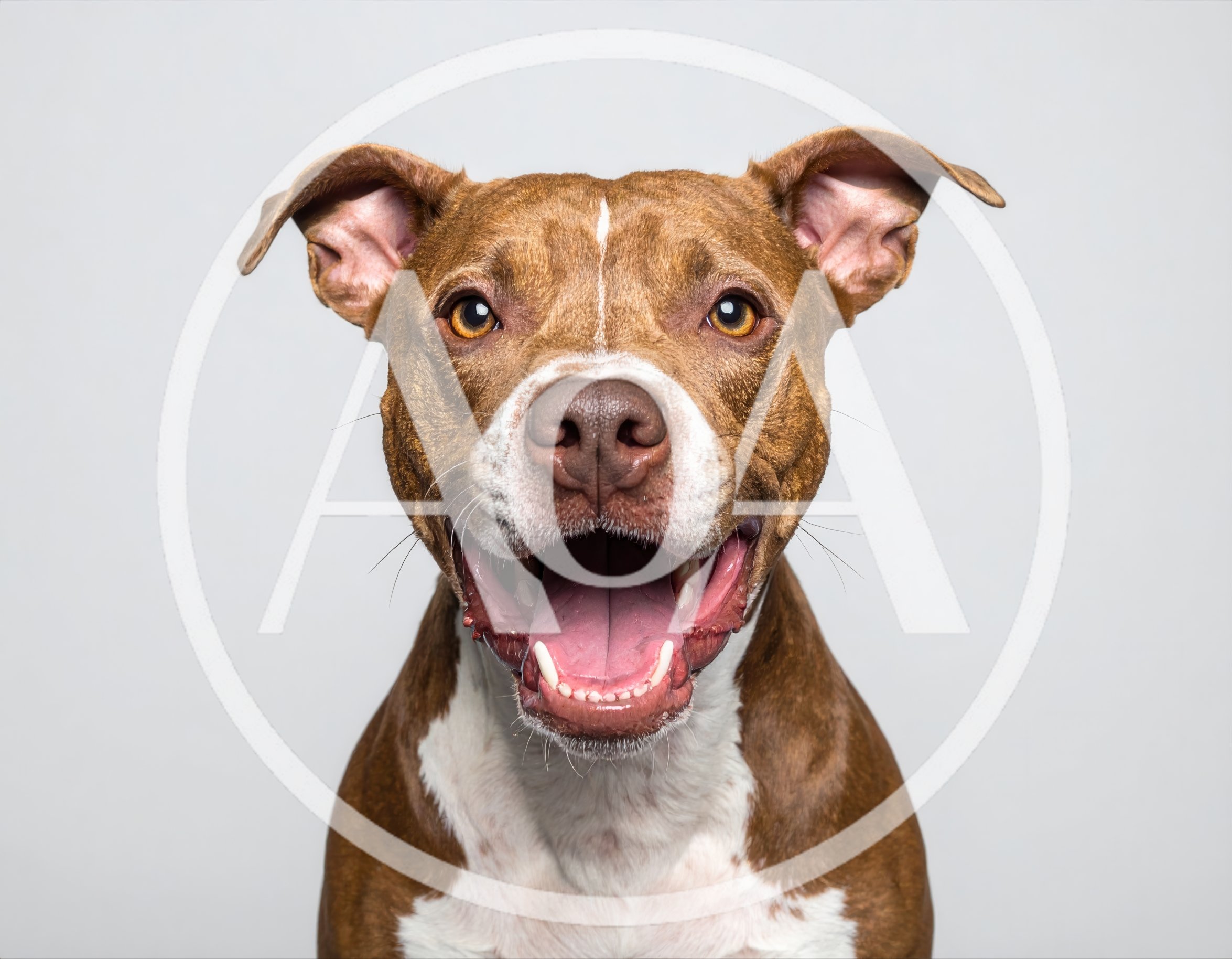 Portrait Of A Happy Pit Bull Terrier Dog
