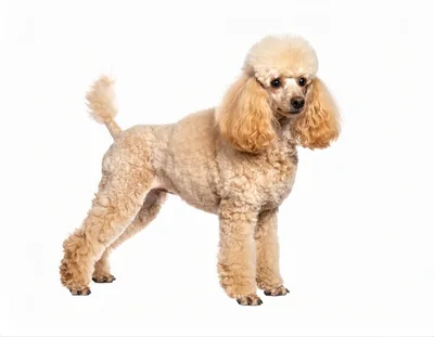 Apricot Poodle Standing Against White Background