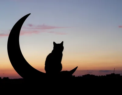Silhouette Of A Cat Sitting On A Crescent Moon