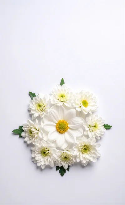 White Chrysanthemum Flowers Arranged In A Circular Pattern