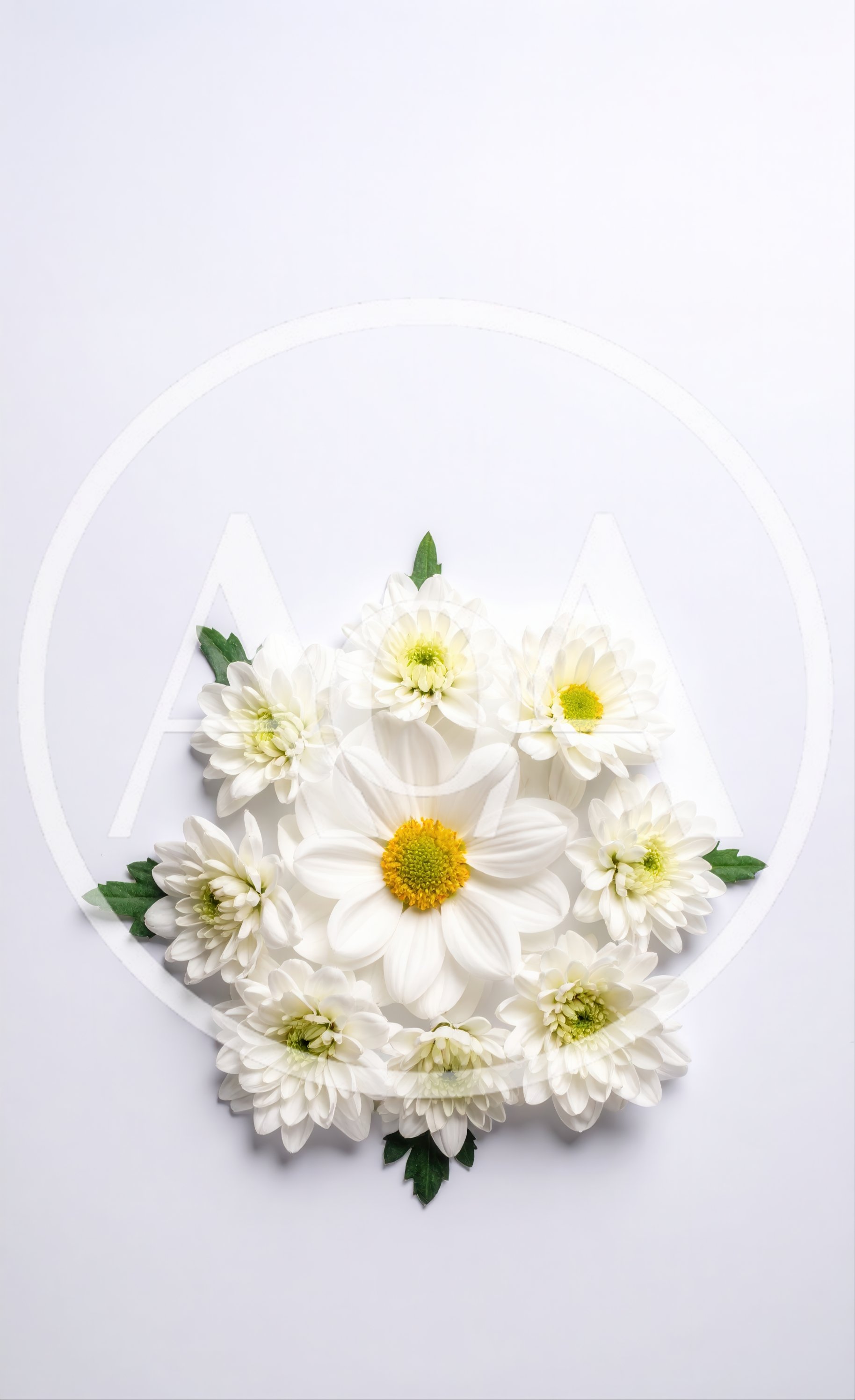 White Chrysanthemum Flowers Arranged In A Circular Pattern