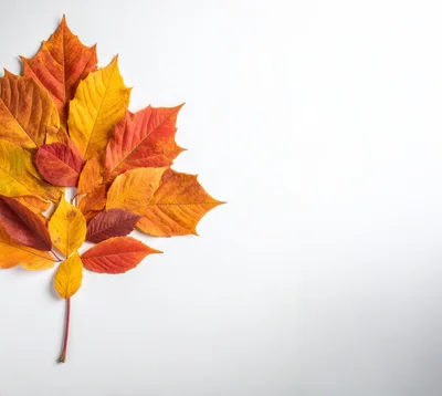 Autumn Leaves Arrangement on White Background