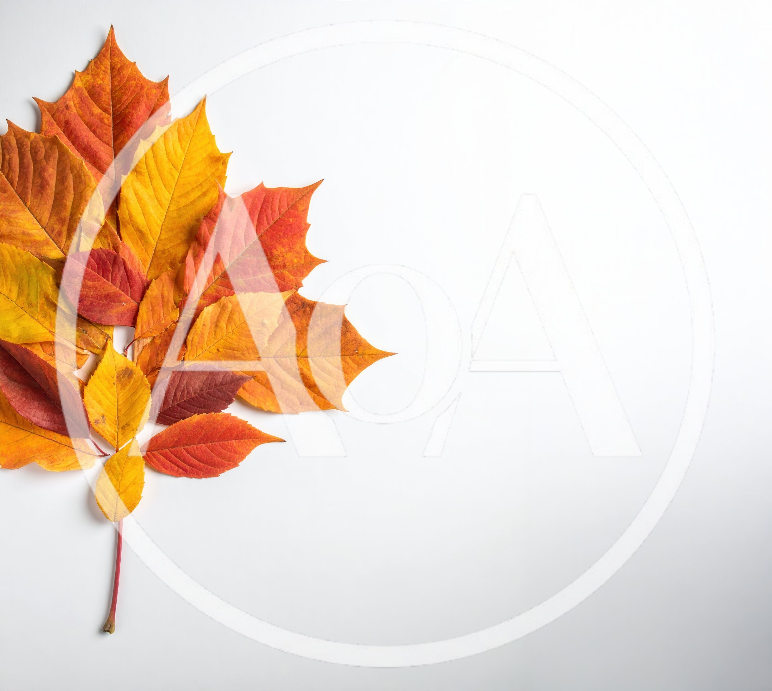 Autumn Leaves Arrangement on White Background