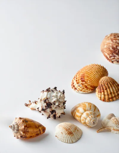 Collection of Various Seashells on White Background