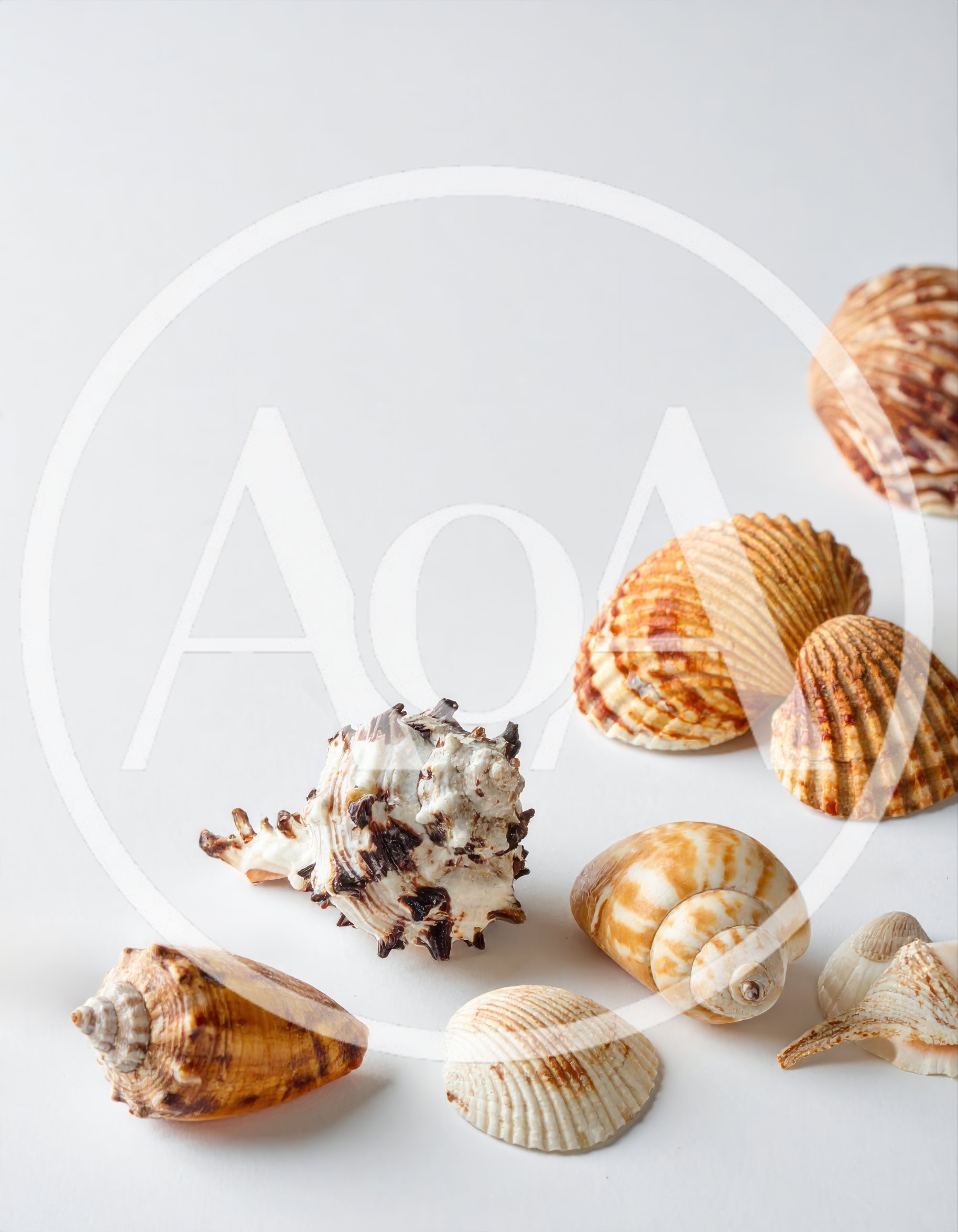 Collection of Various Seashells on White Background