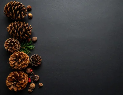 Pine Cones and Acorns on Black Background