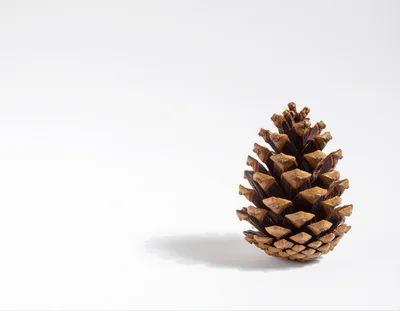 Single Brown Pine Cone On White Background