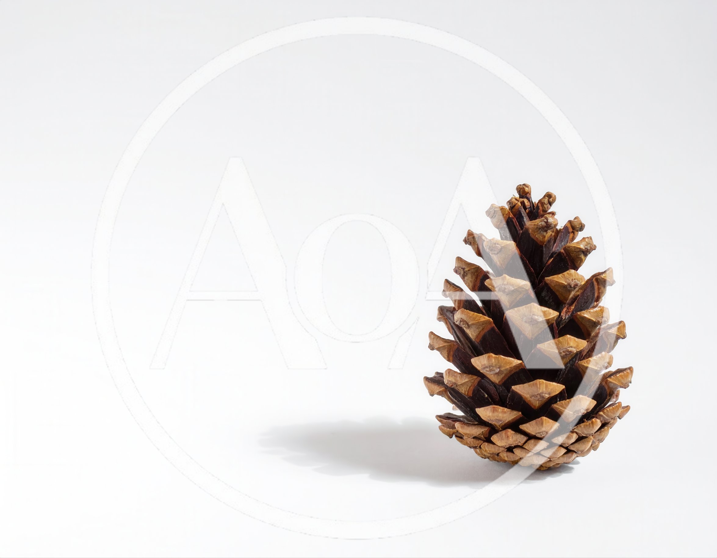 Single Brown Pine Cone On White Background