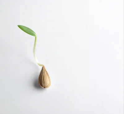 Sprouting Seedling With Single Green Leaf
