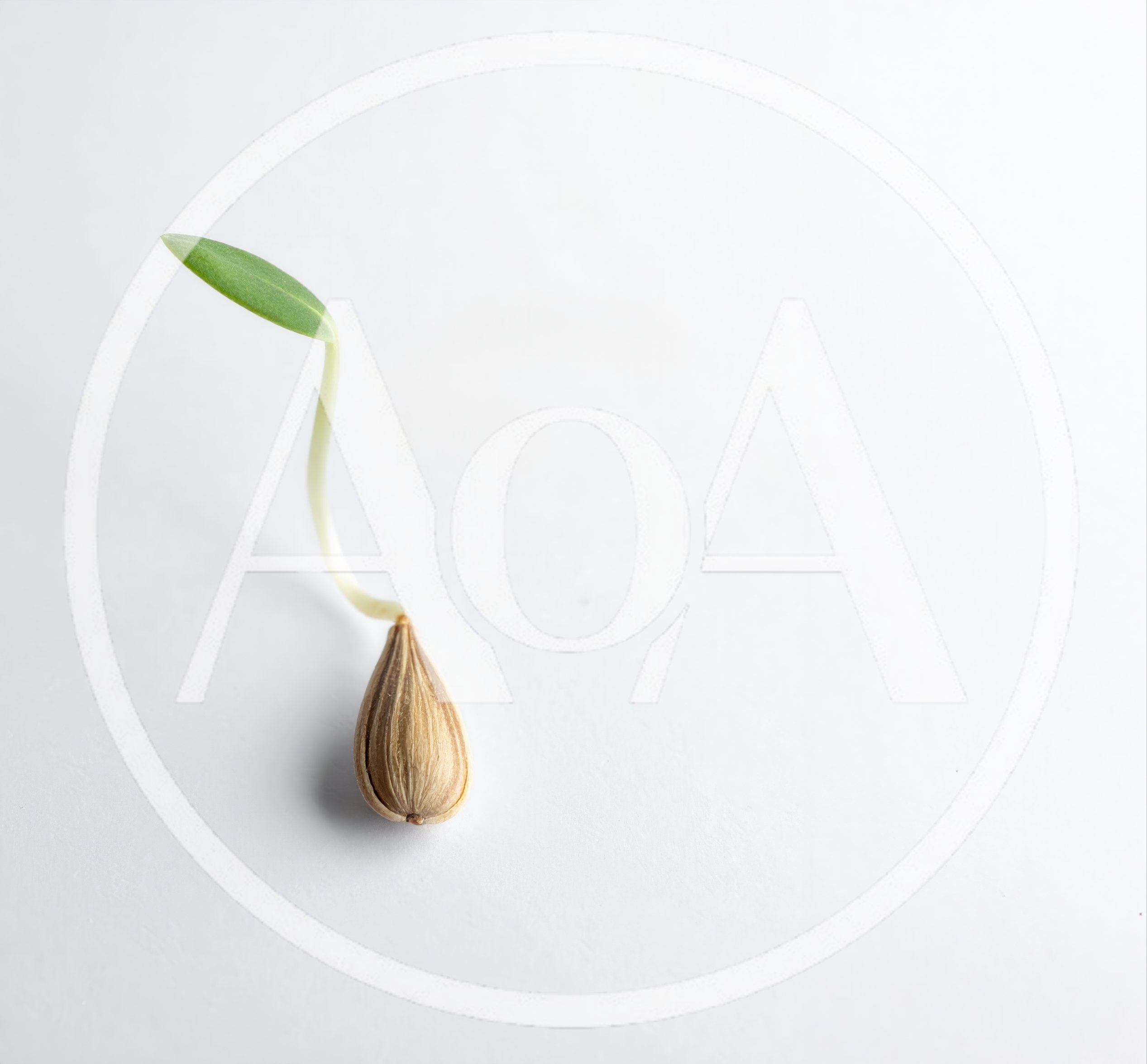 Sprouting Seedling With Single Green Leaf